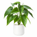 Pianta Artificiale Verde con Vaso Decorativo, 60 cm